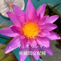 🌸亜属間交配種睡蓮（ヴィオリシャス ）1ポット（メダカサービス）