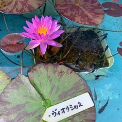 🌸亜属間交配種睡蓮（ヴィオリシャス ）1ポット（メダカサービス）の画像