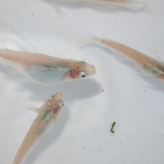 メダカ　IBブルー　稚魚（１㎝前後）　10匹＋２の画像