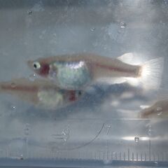 メダカ　IBブルー　稚魚（１㎝前後）　10匹＋２の画像