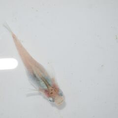 メダカ　IBブルー　稚魚（１㎝前後）　10匹＋２の画像