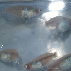 メダカ　IBブルー　稚魚（１㎝前後）　10匹＋２の画像