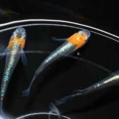 メダカ　藤煌　若魚　現物オス・メス混合4匹セットの画像