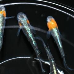 メダカ　藤煌　若魚　現物オス・メス混合4匹セットの画像