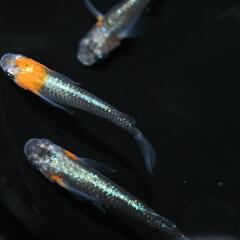 メダカ　藤煌　若魚　現物オス・メス混合4匹セットの画像