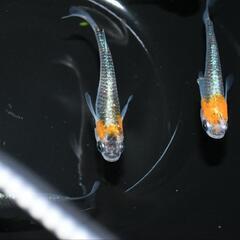 メダカ　藤煌　若魚　現物オス・メス混合4匹セットの画像