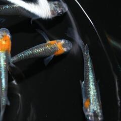 メダカ　藤煌　若魚　現物オス・メス混合4匹セットの画像