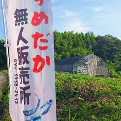 めだか　無人販売
