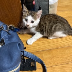 保護したばかりの2ヶ月〜3ヶ月未満の子猫
