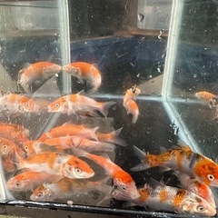 錦鯉　5匹セット　残りわずか‼️の画像
