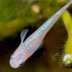 【現物】オベリスク 4匹の画像