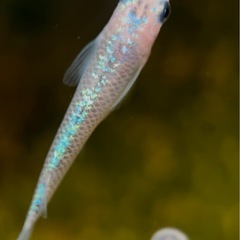 【現物】オベリスク 4匹の画像