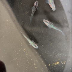 【現物】オベリスク 4匹の画像