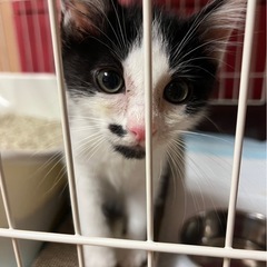 【急募里親さん】2ヶ月の白黒ハチワレくん🐾おだやか＆やんちゃな性格です！（神栖市） - 猫