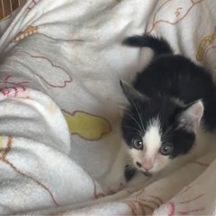 【急募里親さん】2ヶ月の白黒ハチワレくん🐾おだやか＆やんちゃな性格です！（神栖市） - 神栖市