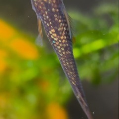 【現物】金魂 5匹の画像