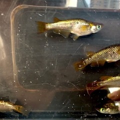 【現物】金魂 5匹の画像