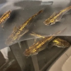 【現物】金魂 5匹の画像