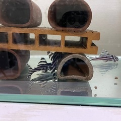 値下げ中　インペリアルゼブラプレコ　キンペコ　水槽　フィルター　まとめての画像