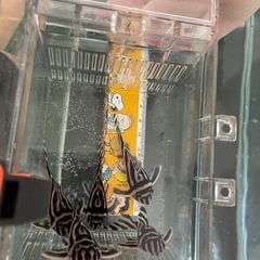 値下げ中　インペリアルゼブラプレコ　キンペコ　水槽　フィルター　まとめての画像