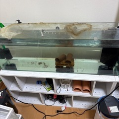 値下げ中　インペリアルゼブラプレコ　キンペコ　水槽　フィルター　まとめての画像
