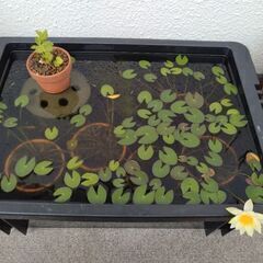 ヒツジグサ 未草 水生植物 ④の画像