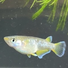 現物フロマージュ5匹♂2匹♀3匹の画像