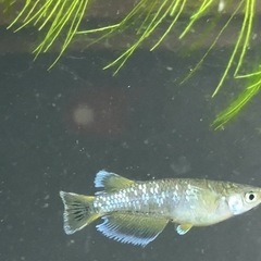 現物フロマージュ5匹♂2匹♀3匹の画像