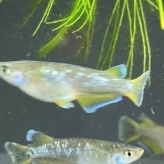現物フロマージュ5匹♂2匹♀3匹の画像