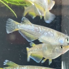 現物フロマージュ5匹♂2匹♀3匹の画像