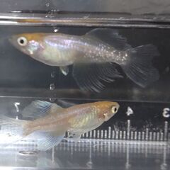 【完売】メダカ ハイビスカス 4匹セット1500円【無人販売】の画像