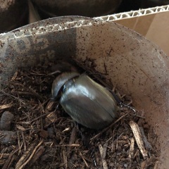 ④カブトムシの成虫　無料で差し上げますの画像