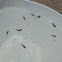 2025年産まれ　オロチの稚魚　メダカの画像