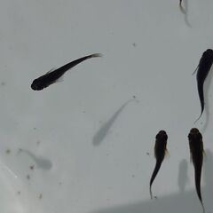 2025年産まれ　オロチの稚魚　メダカの画像