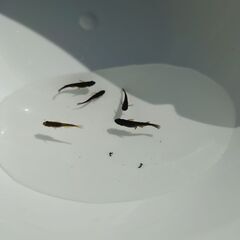 2025年産まれ　オロチの稚魚　メダカの画像
