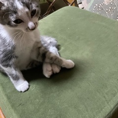 動物好きの素敵なご夫婦に里親になって頂きました。ありがとうござい...