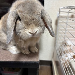 ホーランドロップ　男の子2歳