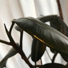 定価¥17000ゴムの木セット今週締め切りの画像