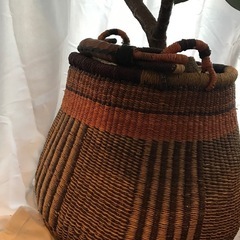 定価¥17000ゴムの木セット今週締め切りの画像