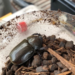 ⑤カブトムシの成虫　無料で差し上げますの画像