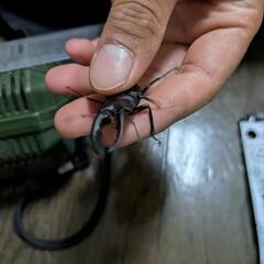 決まりました　クワガタ　計4匹　7/13までの画像