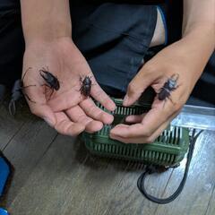 決まりました　クワガタ　計4匹　7/13までの画像