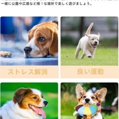 犬用 フリスビー おもちゃ 鈴入りの画像