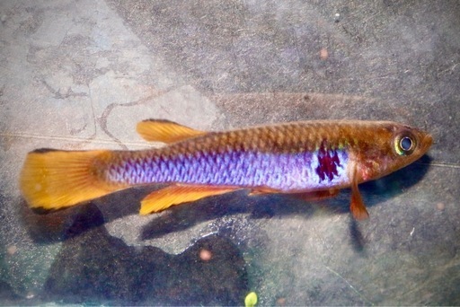 卵生メダカアフィオセミオン　オセラタム　シカシカGJS00/5 1ペア