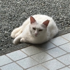 ふっくら美人なシロネコさん