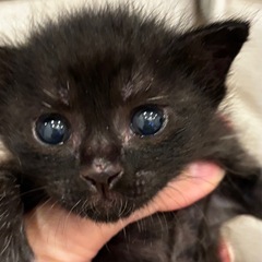 （お話中）子猫の里親様を募集しております。