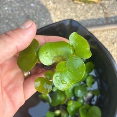 布袋草の画像