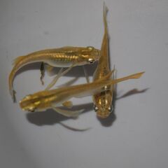 メダカ　黄金リアルロングフィン稚魚（１位㎝）10匹の画像