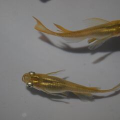 メダカ　黄金リアルロングフィン稚魚（１位㎝）10匹の画像