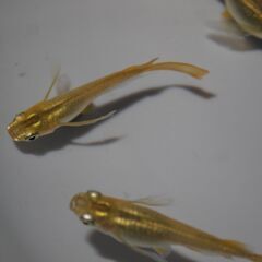 メダカ　黄金リアルロングフィン稚魚（１位㎝）10匹の画像